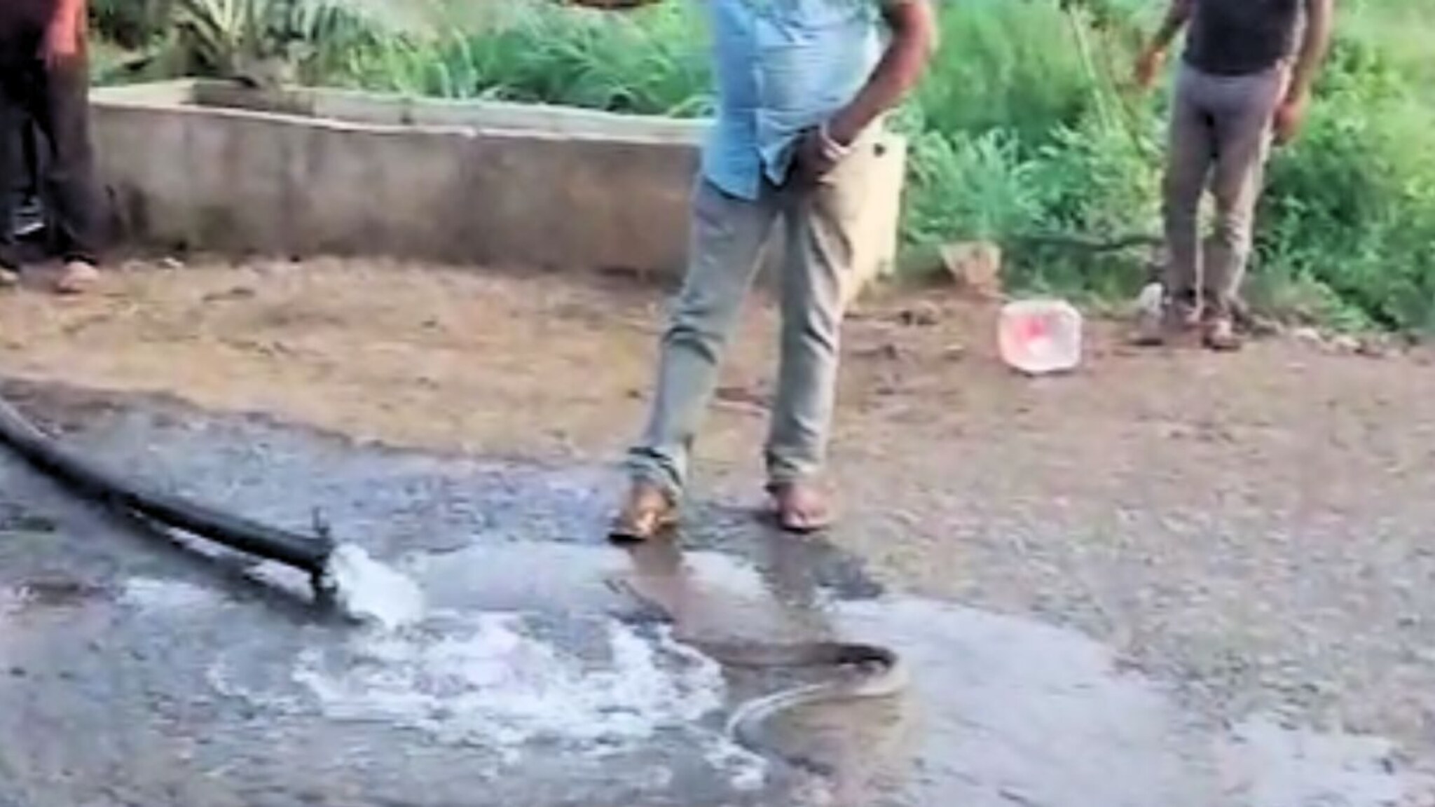 Buldhana News : पाईपमधून आला फुस्स फुस्स आवाज, निघाला भलामोठा कोब्रा आणि....