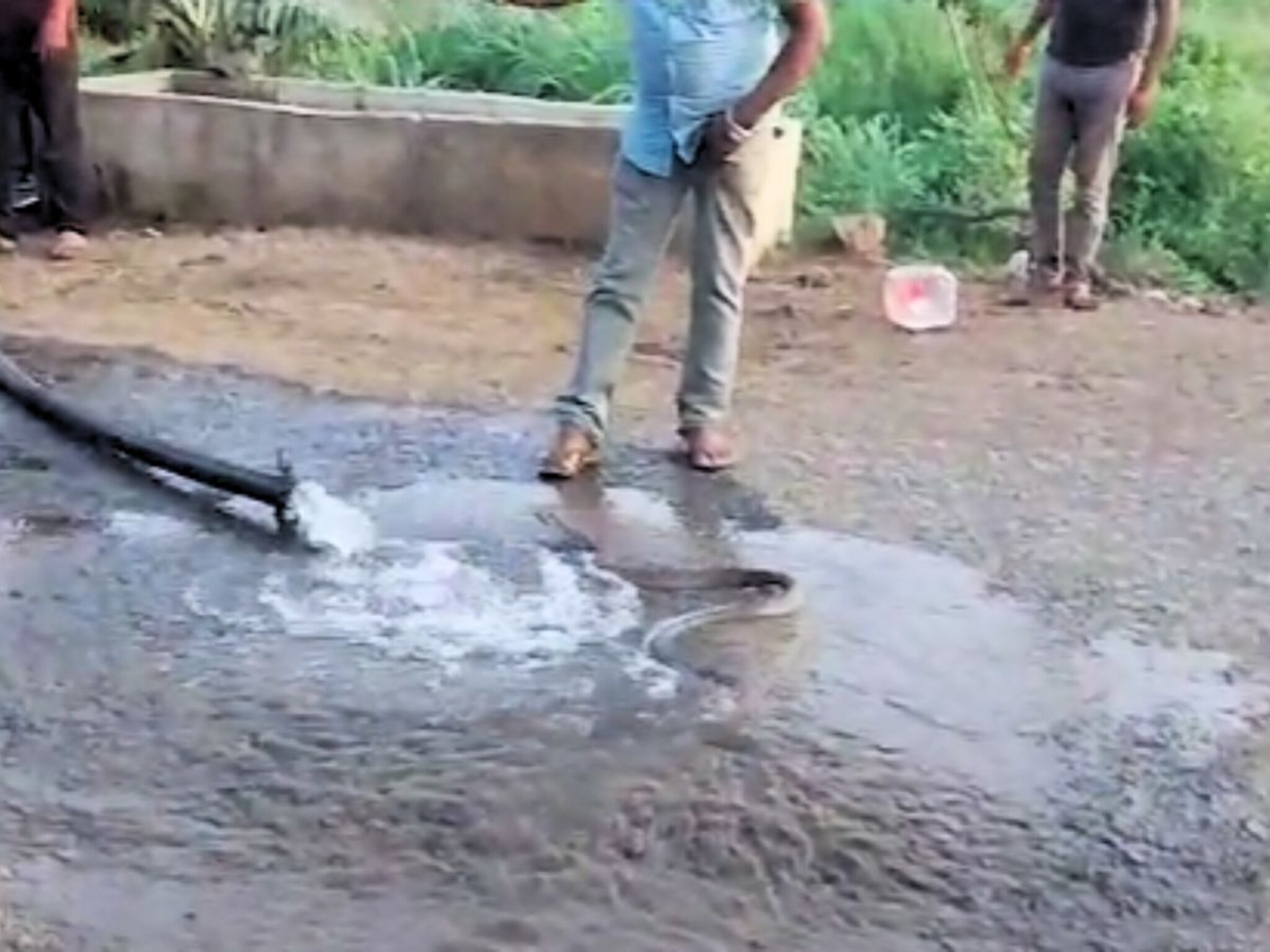 Buldhana News : पाईपमधून आला फुस्स फुस्स आवाज, निघाला भलामोठा कोब्रा आणि....