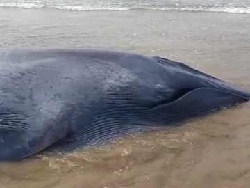 photos : गणपतीपुळ्यात महाकाय व्हेल मासा समुद्र किनाऱ्यावर
