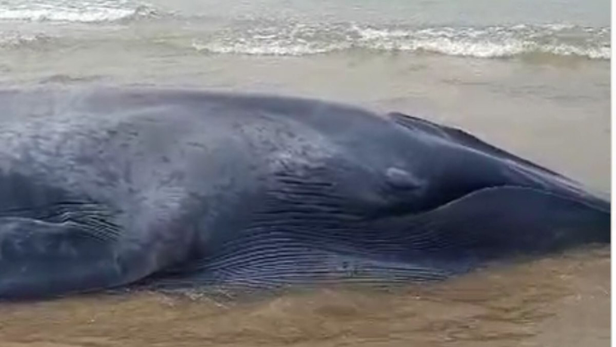 Whale fish : गणपतीपुळ्यात महाकाय व्हेल समुद्र किनाऱ्यावर अडकला; माशाचा जीव वाचावण्यासाठी शर्थीचे प्रयत्न, photos
