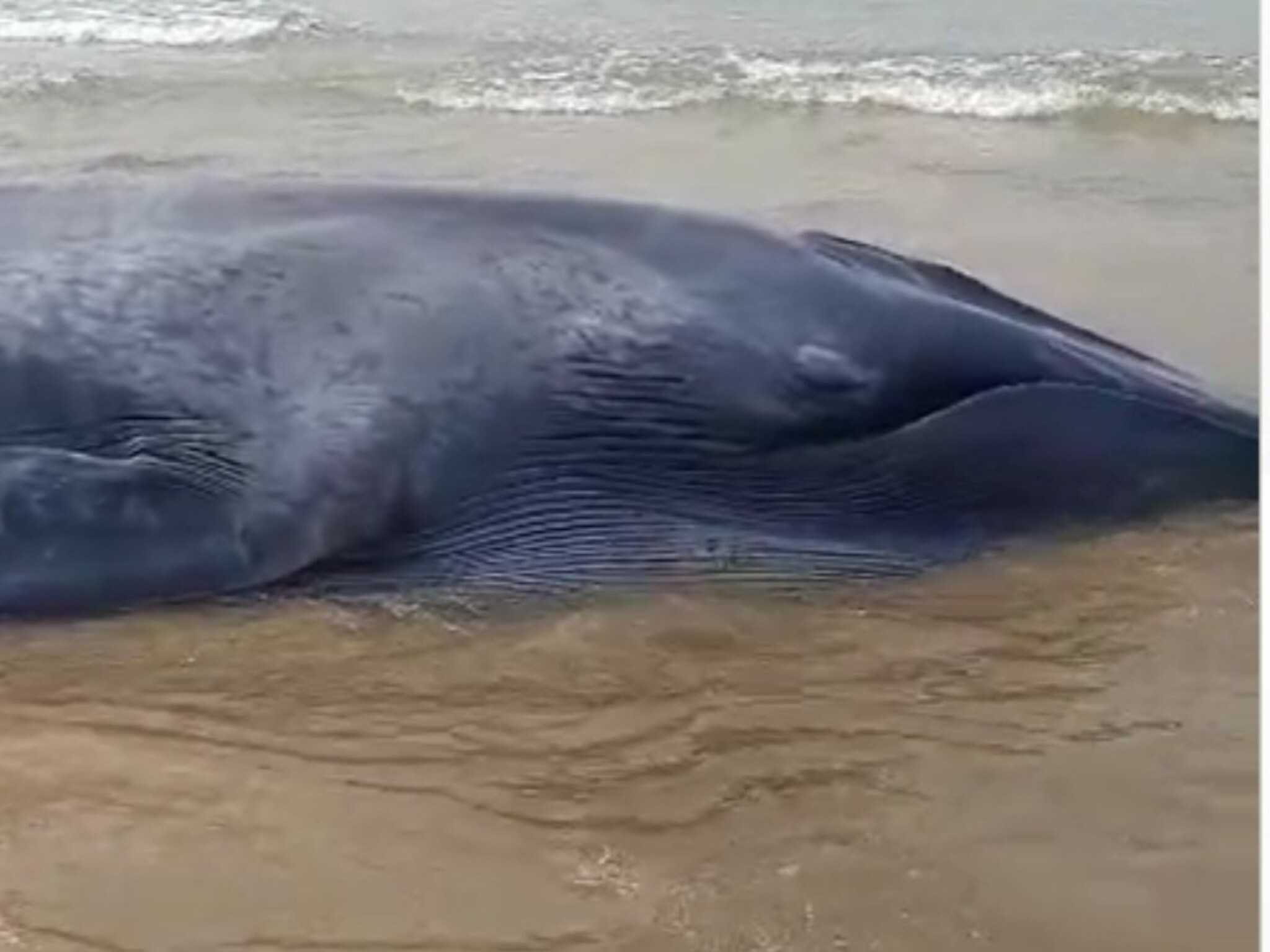 Whale fish : गणपतीपुळ्यात महाकाय व्हेल समुद्र किनाऱ्यावर अडकला; माशाचा जीव वाचावण्यासाठी शर्थीचे प्रयत्न, photos