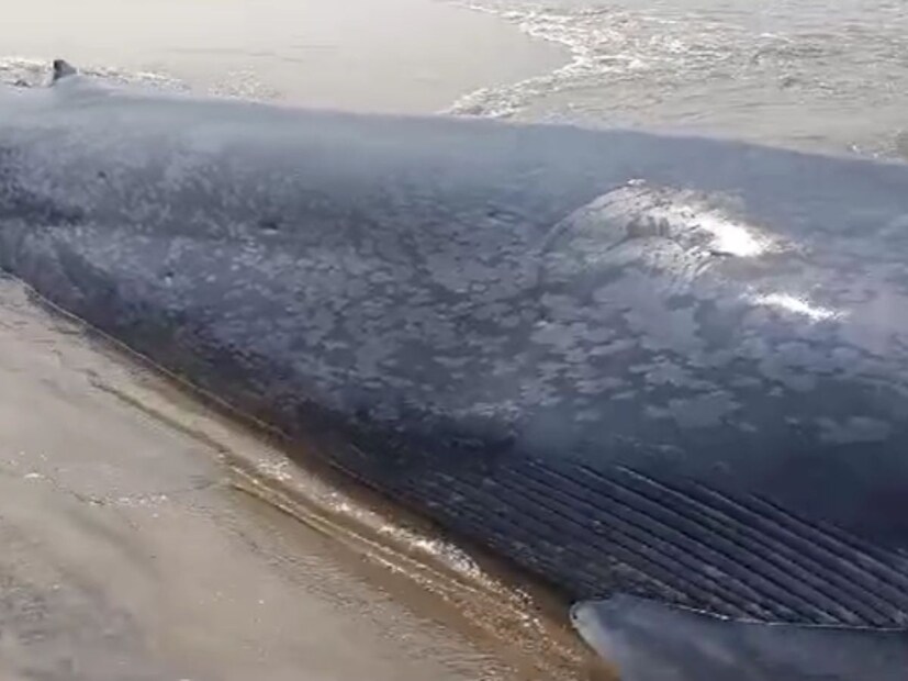 मस्त्सविभाग बोटीच्या मदतीनं या व्हेल माशाच्या पिल्लाला ओढून समुद्रात नेणार आहे. या पिल्लाचा जीव वाचवण्यासाठी शर्थीचे प्रयत्न सुरू आहेत