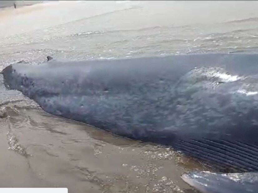 ओहटीच्या पाण्यामुळे व्हेल माशाचं पिल्लू किनाऱ्यावर आलं, मात्र ते तिथेच वाळूत अडकवून पडलं आहे. त्याला पुन्हा एकदा समुद्रात सोडण्यासाठी प्रयत्न सुरू आहेत. 