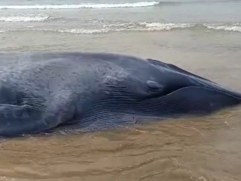 दरम्यान समुद्र किनाऱ्यावर व्हेल मासा असल्याची माहिती मिळताच त्याला पाहाण्यासाठी स्थानिक नागरिकांनी मोठी गर्दी केली. 