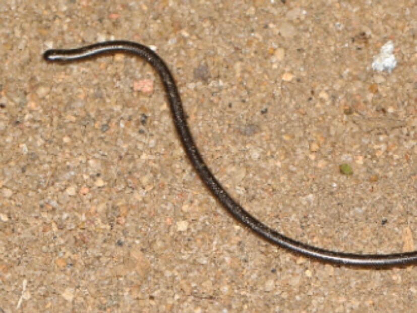 Peters threaad snake: हा साप दक्षिण आफ्रिकेमध्ये आढळतो, यांची लांबी सरासरी 7.9 ते 11 इंच इतकी असते. हा साप वाळवी आणि तिचे अंडे खातो. 