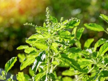 अनेक आजारांवर रामबाण! रक्त आणि हृदय सुदृढ ठेवतं तुळशीचं पान