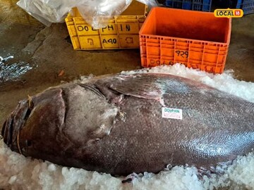 बापरे! दीडशे किलोचा मासा, किंमत 70 हजार रुपये, कुठे मिळाला वाचा