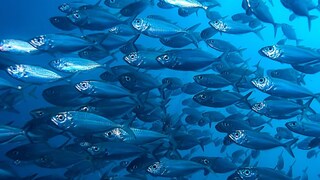 प्रतीकात्मक फोटो प्रतीकात्मक फोटो