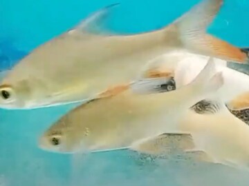 घरात निर्माण होईल सकारात्मक ऊर्जा; फिश पॅाटमध्ये ठेवा 'हे' मासे