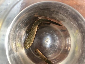 सांधेदुखीचा आहे त्रास? लगेच आराम देणारी अशीही थेरेपी, एकदा फायदे वाचाच