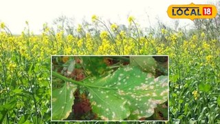 ही कीड दिसायला एखाद्या लहान माशीसारखी असते. जी मोहरीच्या पानांवर अंडी देते. ही अंडीच मोहरीसाठी घातक ठरतात. ही कीड दिसायला एखाद्या लहान माशीसारखी असते. जी मोहरीच्या पानांवर अंडी देते. ही अंडीच मोहरीसाठी घातक ठरतात.