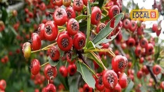 हे फळ चवीला जितकं छान असतं तितकेच त्याचे औषधी फायदेही आहेत. हे फळ चवीला जितकं छान असतं तितकेच त्याचे औषधी फायदेही आहेत.