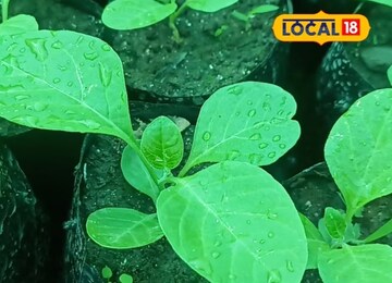 वंध्यत्व, नपुंसकत्व होणार दूर, या रोपाच्या मदतीनं पुरुष वाढवू शकतात आपली शक्ती
