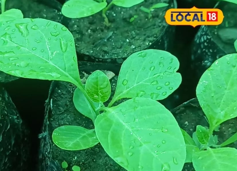 उत्तराखंडच्या हल्द्वानी येथील वन अनुसंधान केंद्राचे वन क्षेत्राधिकारी मदन सिंह बिष्ट यांनी सांगितले की, अश्वगंधा ही एक प्राचीन आणि महत्त्वाची औषधी वनस्पती आहे. अनेक प्रक्रियांमध्ये अश्वगंधाचा उपयोग होतो. शरीराच्या प्रतिकारशक्तीला फायदा होण्याच्या क्षमतेमुळे, अश्वगंधाला भारतीय जिनसेंग असेही म्हणतात.
