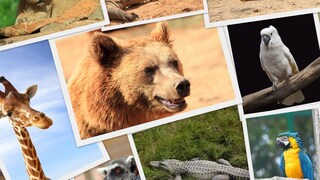 प्रतिकात्मक फोटो