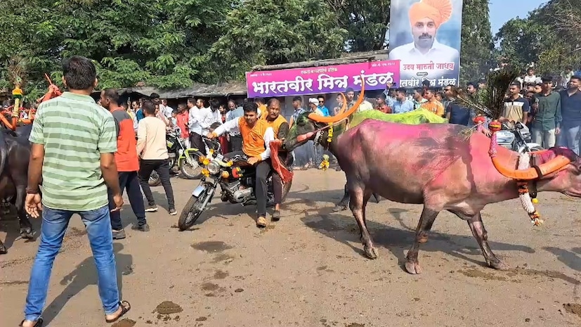 कोल्हापुरातील कसबा बावड्याप्रमाणेच शनिवार पेठेतील गवळी गल्ली, पंचगंगा नदी घाट, सागरमाळ, पाचगाव अशा ठिकाणी देखील दिवाळी पाडवा तसेच भाऊबीजेच्या दिवशी असे म्हशी पळवण्याचे कार्यक्रम आयोजित केले जातात. तर अशा स्पर्धा पाहण्यासाठी कोल्हापूरकर मोठी गर्दी करत असतात.