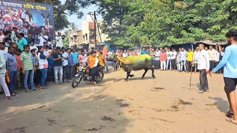 खरंतर वर्षभरात जनावराने मालकासाठी केलेल्या कष्टाप्रती कृतज्ञता व्यक्त करण्यासाठी हा सोहळा साजरा केला जातो, असे आयोजक असलेल्या भारतवीर मित्र मंडळाचे कार्यकर्ते मानसिंग जाधव यांनी सांगितले आहे.