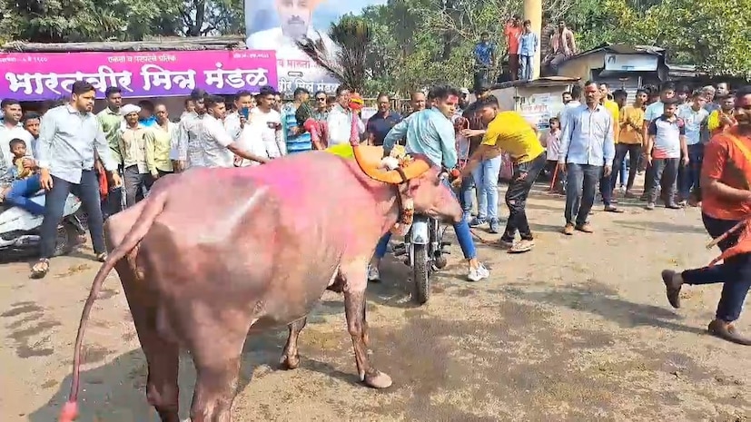 गेल्या अनेक वर्षांपासून हा उत्सव आम्ही साजरे करत आलेलो आहोत. आपल्या म्हशींचा सन्मान या कार्यक्रमाच्या निमित्ताने करता येतो. मालक आणि मुके जनावर यांचे एकमेकांवर असलेले प्रेम य कार्यक्रमाच्या निमित्ताने आपल्याला पाहायला मिळते.