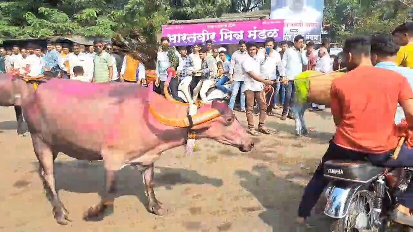 मोटरसायकल सायलेंसर काढून मोठा आवाज करत गाडीच्या मागे म्हैस पळवणे, झेंडा दाखवत पळवणे अशा स्पर्धा भरवल्या जातात. या ठिकाणी म्हैस मालकांच्यात अनोखी ईर्षा बघायला मिळते. म्हशींच्या केशरचनेपासून ते तिच्या अंगावर दागिने घालण्यापर्यंत त्यांच्यात चढाओढ दिसून येत असते. तसेच म्हशींना दोन पायांवर उभे करण्याचे कौशल्यही यावेळी सर्वांना अनुभवता येते.