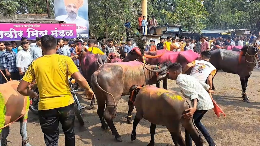 दरवर्षी प्रमाणे कसबा बावड्यातील मार्केट परिसरात सकाळ पासूनच म्हैस मालकांची आपल्या म्हशींसह गर्दी झाली होती. मागील 15 वर्षांपासून बावड्यातील भारतवीर मित्र मंडळ दरवर्षी या सोहळ्याचे आयोजन करत असते. यंदाही सुंदर मी होणार या म्हशींच्या सौंदर्यस्पर्धेसाठी आजूबाजूच्या परिसरातील म्हशींचे मालक आपल्या लाडक्या म्हशीला सजवून मिरवण्यासाठी घेऊन आले होते.