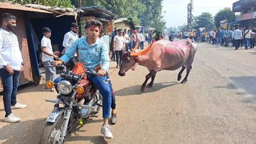 म्हशींना सजवून रस्त्यावर का पळवतात कोल्हापूरकर? काय आहे नेमकं कारण