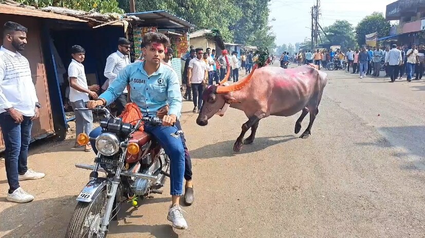 दिवाळीच्या पाडव्याचा दिवस.. सर्वत्र हलगीचा कडकडाट.. शिंगांना सुंदर मोरपीस चढवलेल्या म्हशी, त्यांच्या पायात घुंगराचा चाळ अन् चांदी-सोन्याचे तोडे आणि कवड्यांच्या माळ आणि त्या म्हैस मालकांचा अमाप उत्साह अशा वातावरणात दिवाळी पाडव्यानिमित्त कोल्हापुरातील कसबा बावडा येथे म्हशींच्या सौंदर्य स्पर्धा आणि म्हशी पळवण्याचा कार्यक्रम पार पडला. गेली कित्येक वर्ष जुनी अशी ही पंरपरा कोल्हापूरकरांनी जपली आहे.