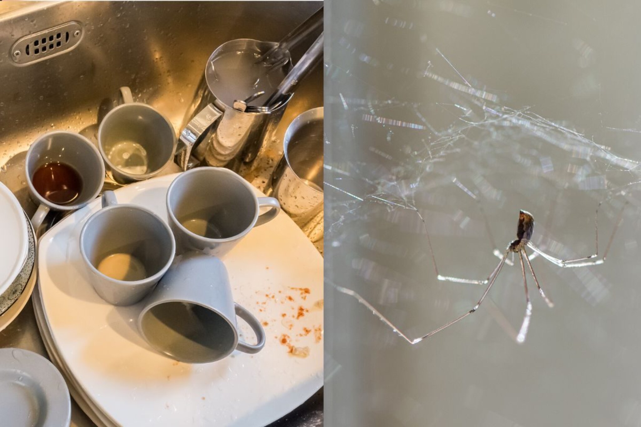 खरकटी भांडी लगेच घासली नाहीत, घरात कोळ्याचं जाळं दिसल्यास आता भरावा लागणार दंड