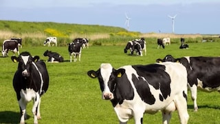 गायींबद्दलची रंजक माहिती 