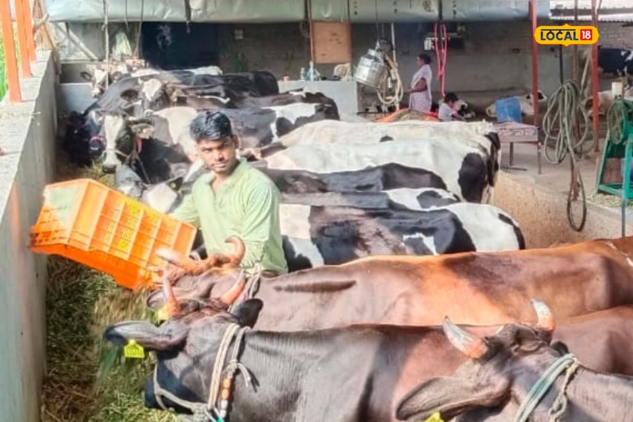 दुग्ध आणि कुक्कुटपालन व्यवसायातून भावांची लाखोंची कमाई; कसं केलं नियोजन? PHOTOS