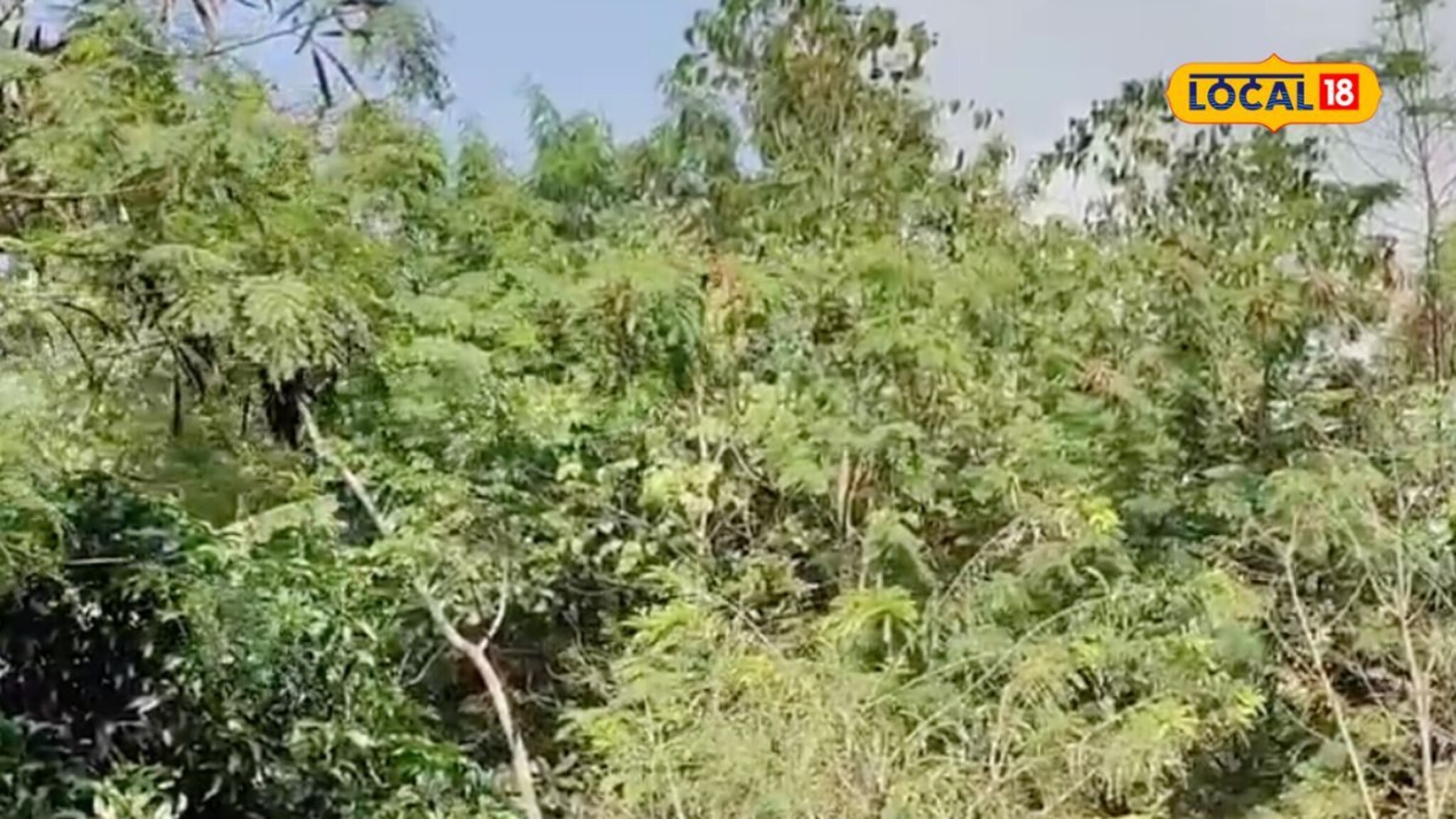 निसर्गाचे विलोभनीय सौंदर्य; ओसाड माळरानावर फुलवलं नंदनवन पाहा PHOTOS