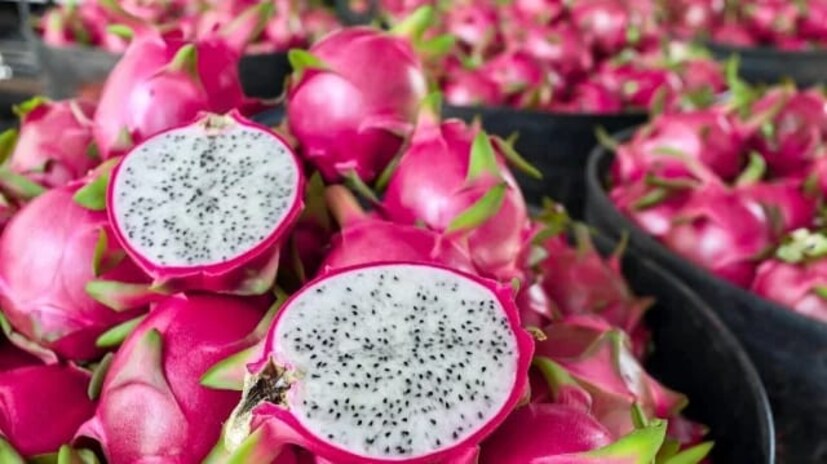 या फळांमध्ये भरपूर रीच सोर्स ऑफ अँटिऑक्सिडेंट आहेत. तसेच ते पचण्यासाठी भरपूर वेळ द्यावा लागतो. मात्र, एकदा कापलेलं ड्रॅगन फ्रुट जास्त काळ ठेवू नये. त्याच्यावर केमिकल रिएक्शन होण्याचा धोका असतो, असंही आहारतज्ज्ञ कर्णिक सांगतात.