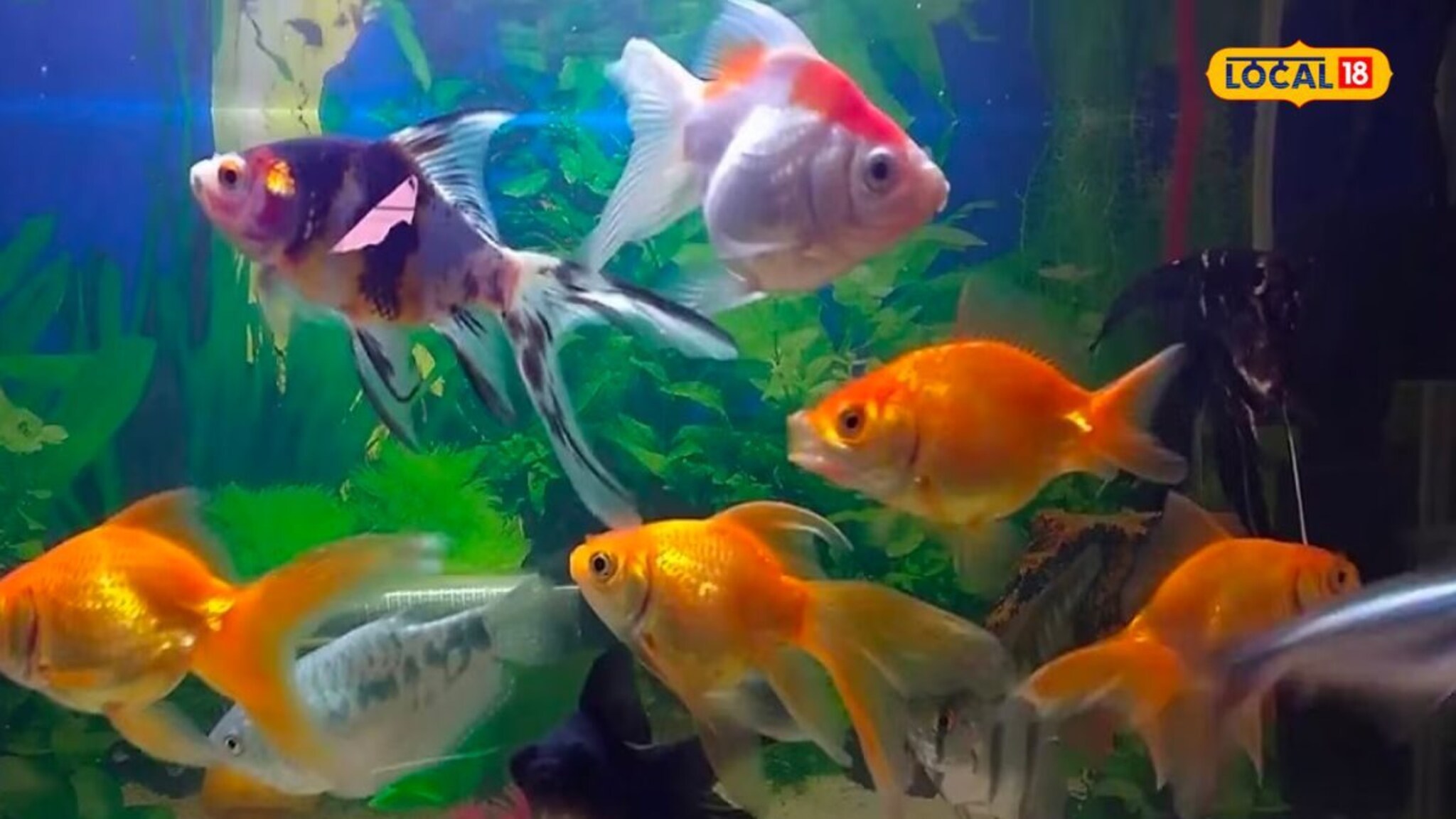 घरात निर्माण होईल सकारात्मक ऊर्जा; फिश पॅाटमध्ये ठेवा 'हे' मासे