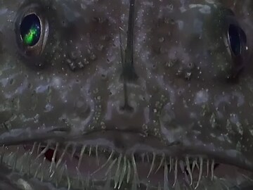 दगडासारखा दिसणारा हा भयानक जीव कोण? समजलं तर तुम्हाला विश्वास बसणार नाही दगडासारखा दिसणारा हा भयानक जीव कोण? समजलं तर तुम्हाला विश्वास बसणार नाही