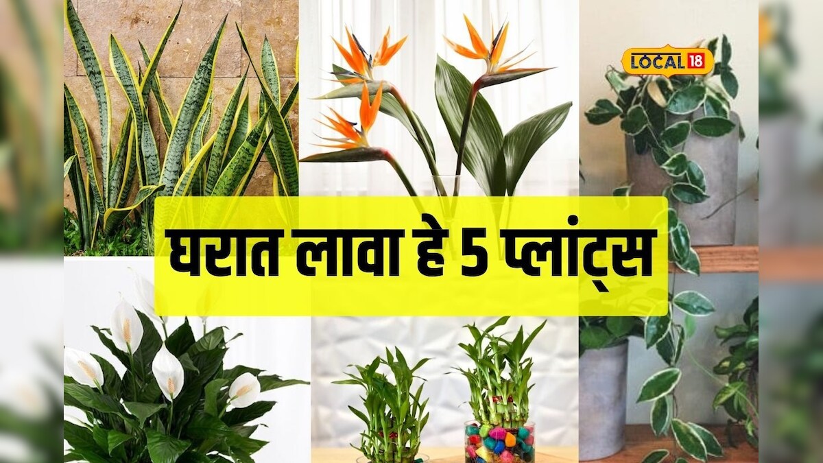 घरात शांतता आणि समृद्धी हवीय? ही पाच झाडे एकदा लावून तर पाहा, Video