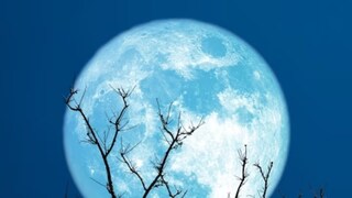 चंद्रावरील मातीत लावलेली झाडं (प्रतिकात्मक फोटो) 