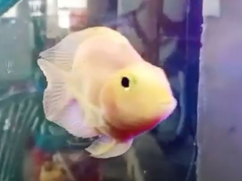 (सूचना : येथे दिलेली माहिती धार्मिक श्रद्धेवर आधारित आहे. याला कोणताही शास्त्रीय पुरावा नाही. न्यूज 18 मराठी त्याची हमी देत नाही.)