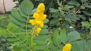 डायबिटीज, कँसरसह 5 आजारांवर गुणकारी ठरतं 'या' फुलाचं पान