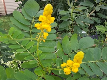 डायबिटीज, कँसरसह 5 आजारांवर गुणकारी ठरतं 'या' फुलाचं पान