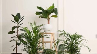 ही झाडं लावू नका 