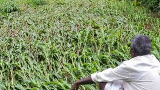 संग्रहित छायाचित्र संग्रहित छायाचित्र