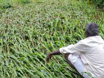 संग्रहित छायाचित्र