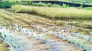 नुकसानग्रस्त भागातील अंदाजपत्रक