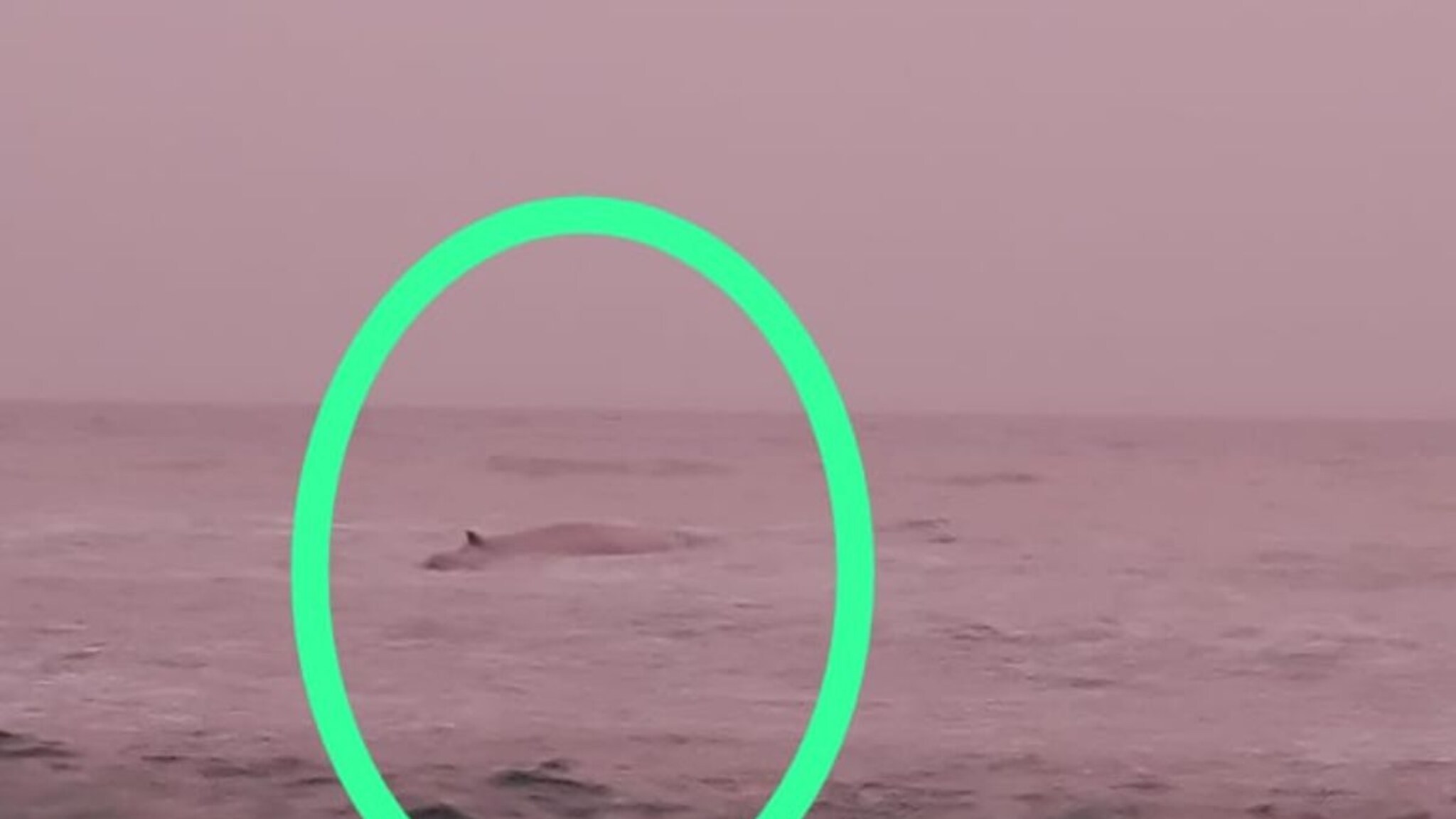 Ratnagiri Whale : गणपतीपुळ्याच्या समुद्र किनाऱ्यावर परत आलं व्हेलचं पिल्लू, Photo