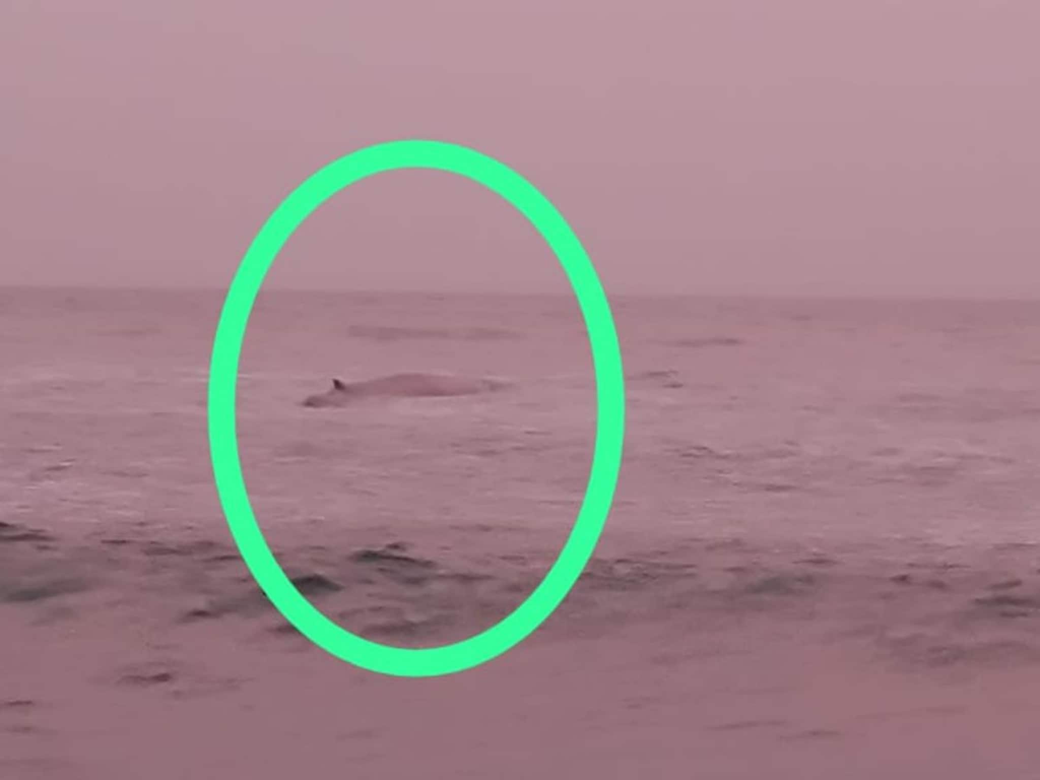 Ratnagiri Whale : गणपतीपुळ्याच्या समुद्र किनाऱ्यावर परत आलं व्हेलचं पिल्लू, Photo