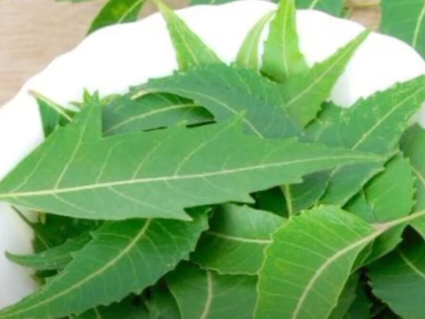 स्टीम घेणे चेहऱ्यासाठी एक चांगला उपाय मानला जातो.. घरच्या घरी चेहरा खोलवर आतून स्वच्छ करायचा असेल तर स्टीम हा एक सोपा उपाय नक्कीच करावा. स्टीम घेत असताना गरम पाण्यात कडूलिंबाची पानं त्यात टाकली तर चेहरा स्वच्छ होण्यास मदत होईल. 