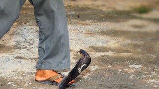 साप समोर आल्यावर काय करायचं?