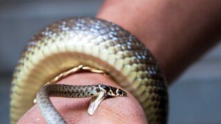 सर्पदंशानंतर सापाचं विषच कसं वाचवतं माणसाचा जीव? 