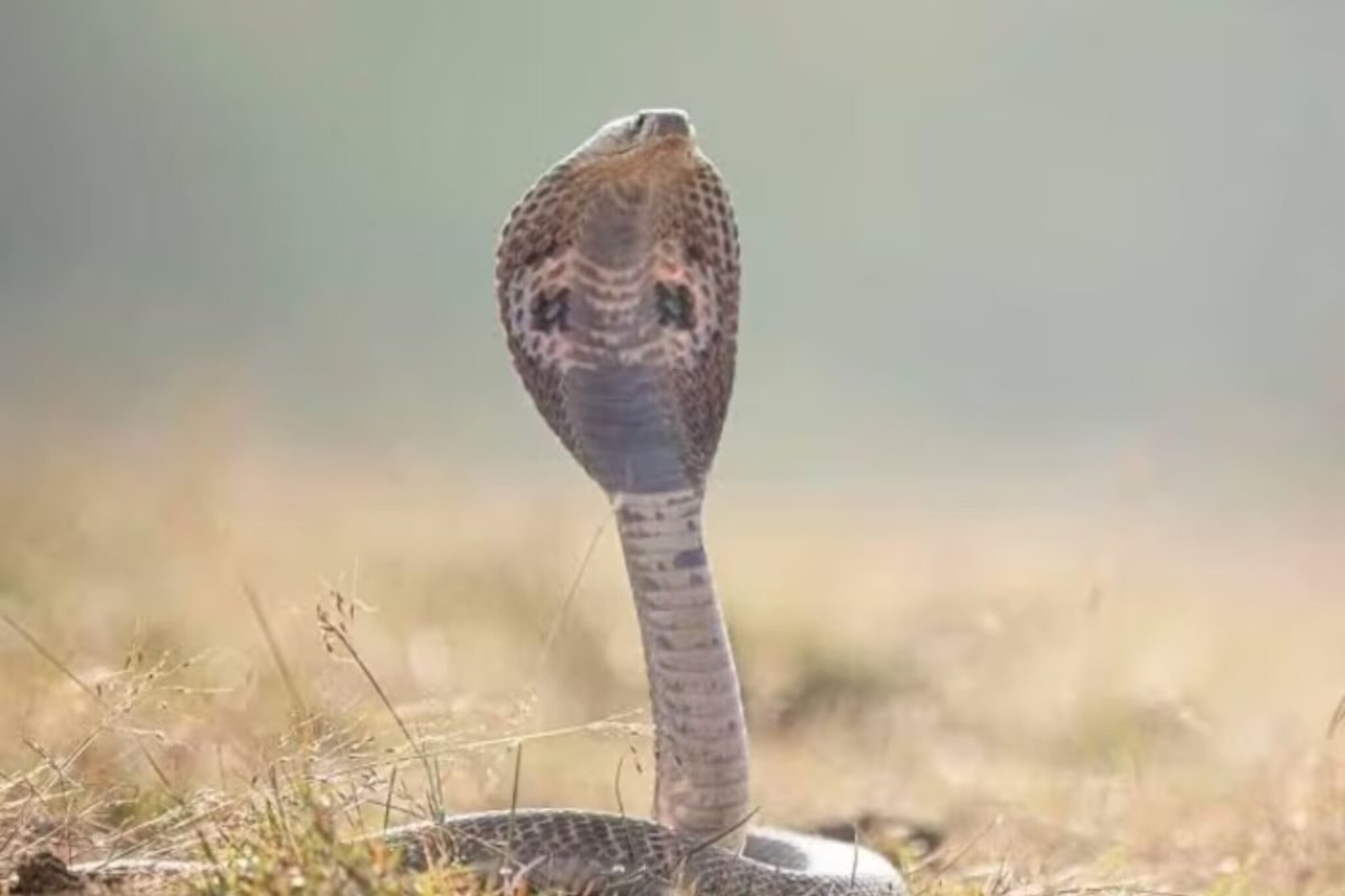 भारतातील असं ठिकाण जिथं लग्नात नवरीचे वडील नवरदेवाला देतात 21 विषारी साप