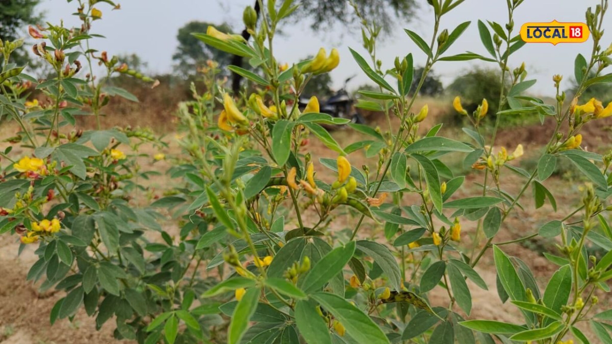 भरघोस उत्पन्न देणारी तूर शेती संकटात, पाहा काय कारण? PHOTOS