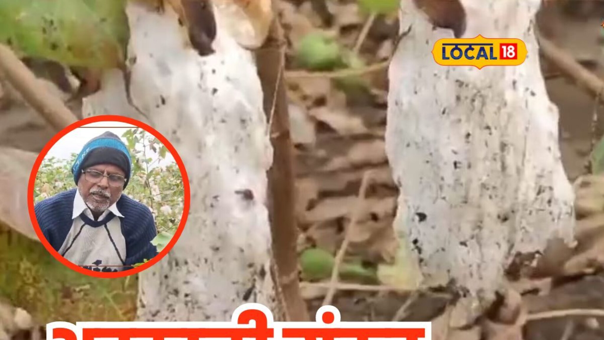 अवकाळीनं कापूस भिजला, बळीराजाच्या डोळ्यात पाणी, Video